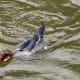 sticklebarn-tavern-birds