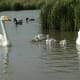 sticklebarn-tavern-birds