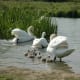 sticklebarn-tavern-birds