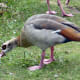 sticklebarn-tavern-birds