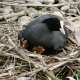 sticklebarn-tavern-birds