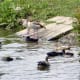sticklebarn-tavern-birds