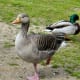 sticklebarn-tavern-birds