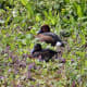 sticklebarn-tavern-birds