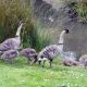 sticklebarn-tavern-birds