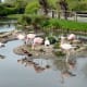 sticklebarn-tavern-birds