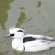 sticklebarn-tavern-birds