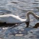 sticklebarn-tavern-birds