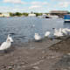sticklebarn-tavern-birds