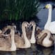 sticklebarn-tavern-birds