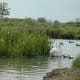 sticklebarn-tavern-birds