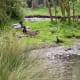 sticklebarn-tavern-birds