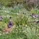 sticklebarn-tavern-birds
