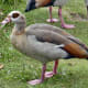 sticklebarn-tavern-birds