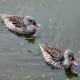 sticklebarn-tavern-birds