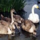 european-wildlife