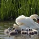 european-wildlife