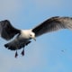 Seagull in flight on English coast
