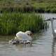 european-wildlife