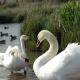 european-wildlife