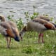 european-wildlife
