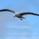 european-wildlife