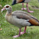 european-wildlife