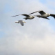 european-wildlife