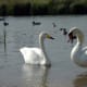 european-wildlife