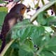 european-wildlife