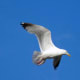 european-wildlife