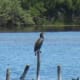 european-wildlife