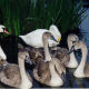 european-wildlife