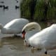 european-wildlife