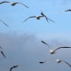 european-wildlife