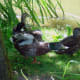 european-wildlife