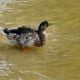 european-wildlife