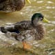 european-wildlife