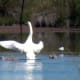 european-wildlife