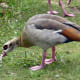 european-wildlife