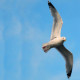 european-wildlife