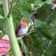 european-wildlife