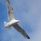 european-wildlife