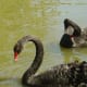 Black swan
