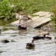european-wildlife