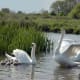 european-wildlife