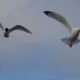 european-wildlife