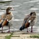 european-wildlife