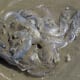 Jellyfish on beach in England