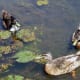 european-wildlife